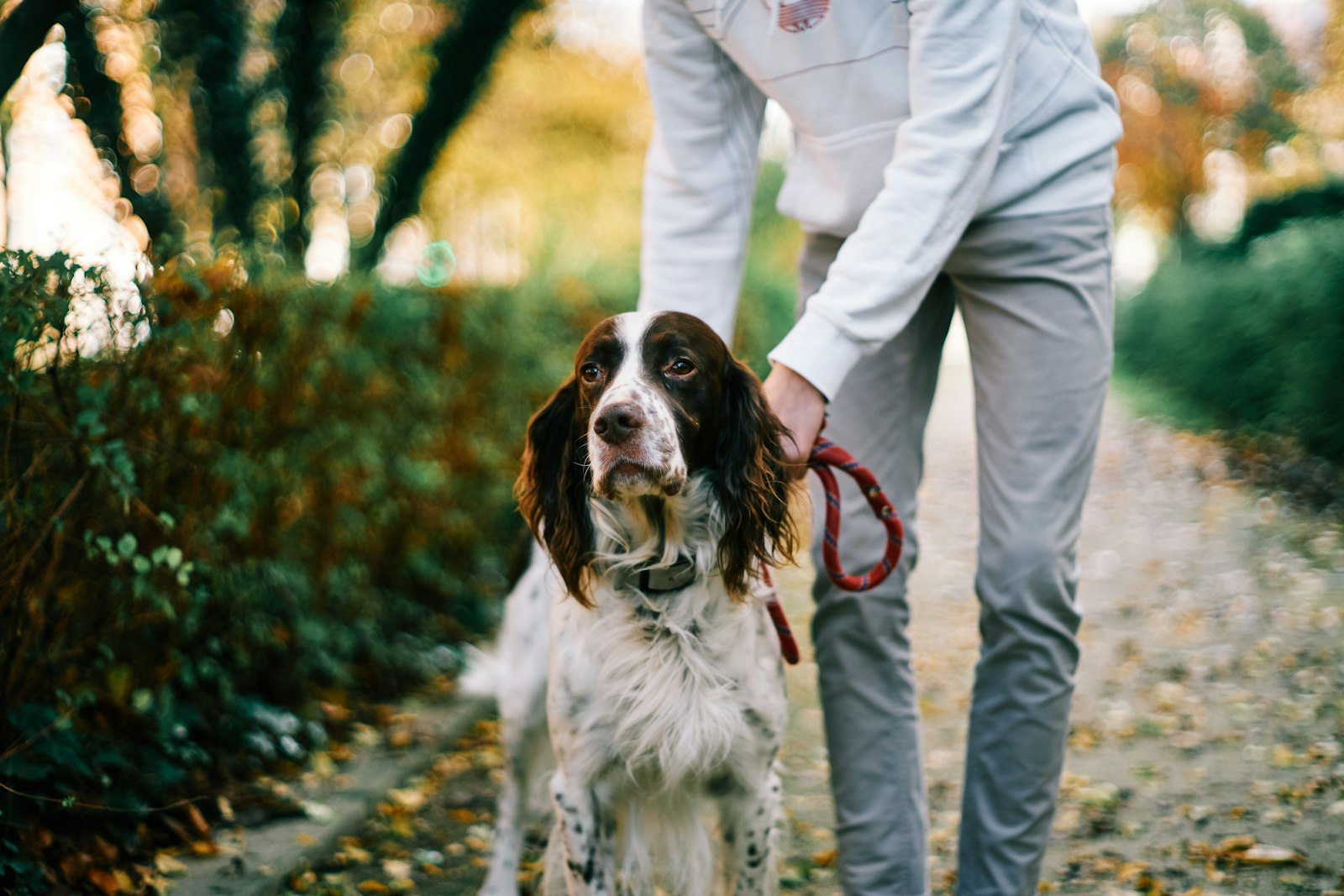 A handler walks their spaniel on a leash through a park