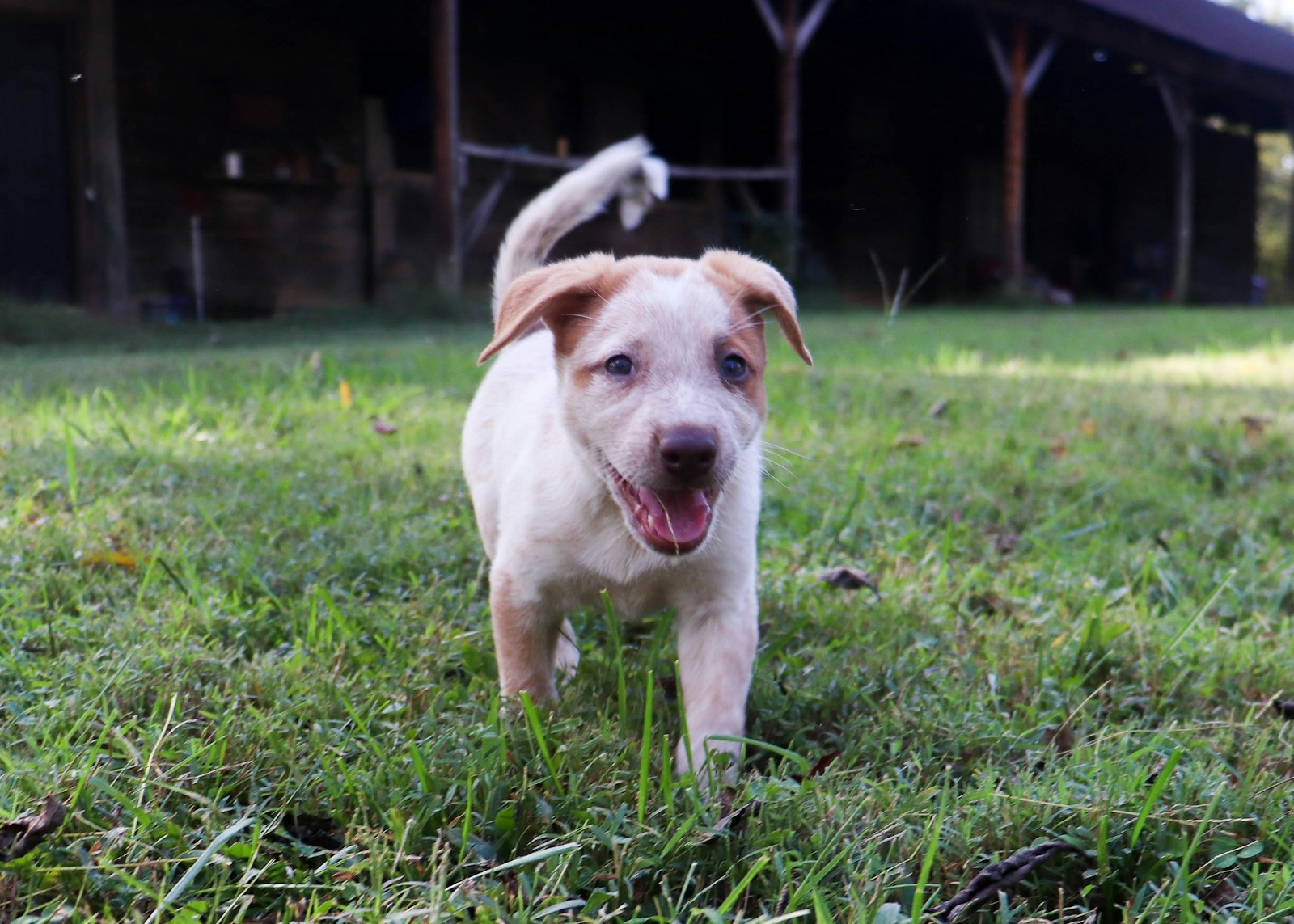 A happy puppy runs on the grass