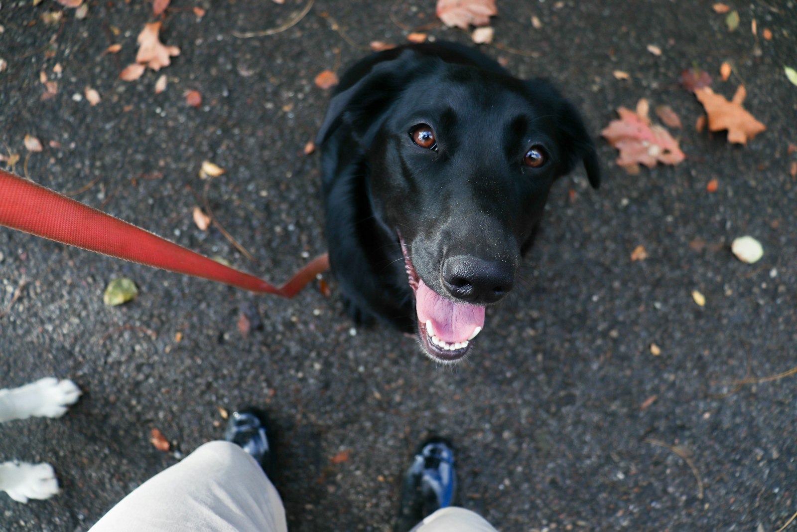 A black dog on a red leash looks up expectantly