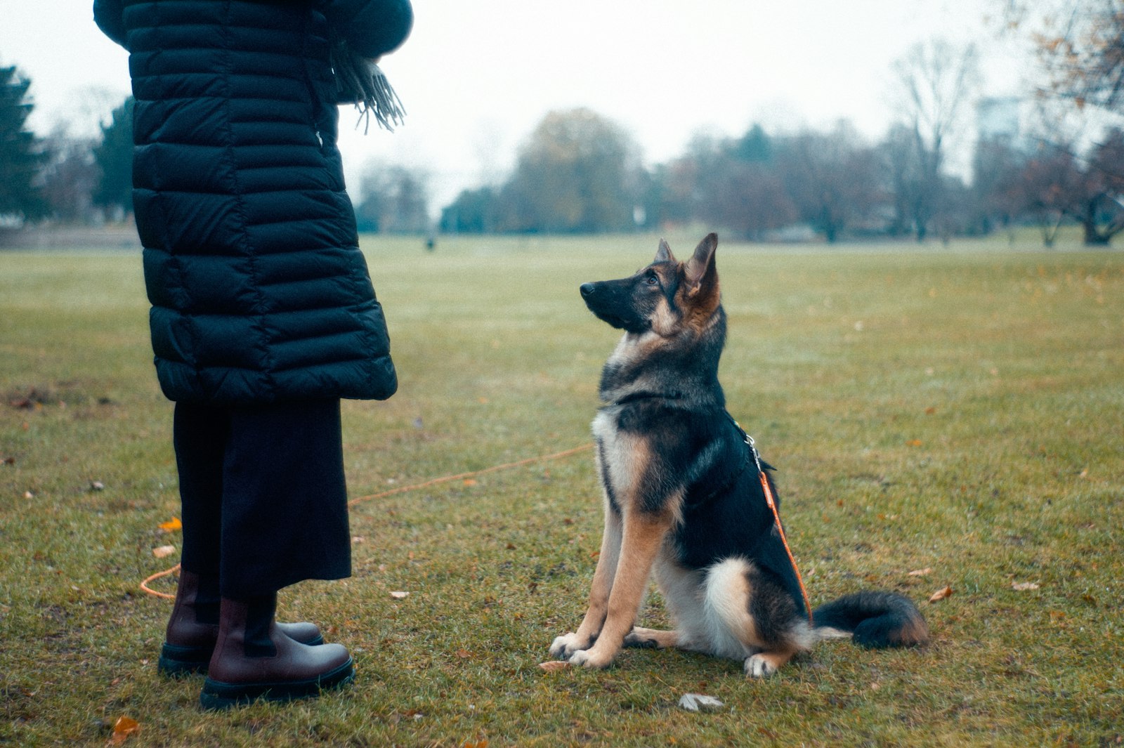 Person in black jacket standing on a green grass field with a dog during a sit-stay